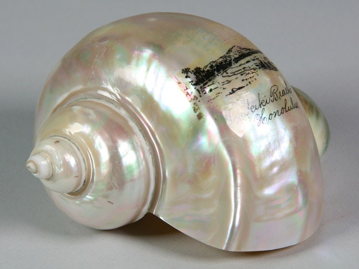Painted shell, Hawaii, maker unknown. Gift of Erskine College, 1986. Te Papa (FE008659)