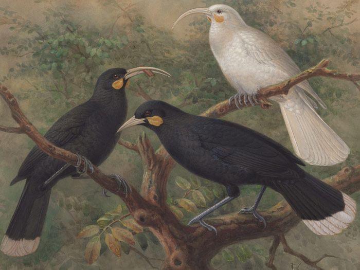 Three huia (Heteralocha acutirostris), circa 1900, London, by Johannes Keulemans. Purchased 1993 with New Zealand Lottery Grants Board funds. Te Papa (1993-0029-6)