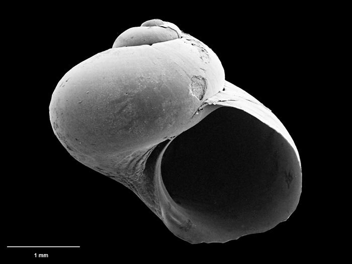 Marine snail, Dillwynella haptricola B. Marshall, 1988, collected 03 Apr 1984, S of Castlepoint, New Zealand. CC BY-NC-ND licence. Te Papa (M.075277) Mollusc collection