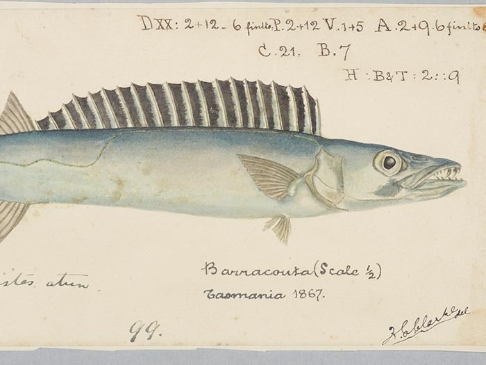 Thyrsites atun (Tas) : Barracouta, 1867, Tasmania, by Frank Edward Clarke. Purchased 1921. Te Papa (1992-0035-2278/34) Drawing of a barracouta