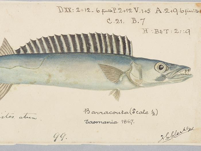 Drawing of a barracouta