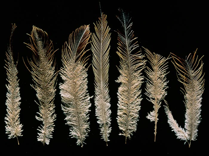Feathers from an upland moa