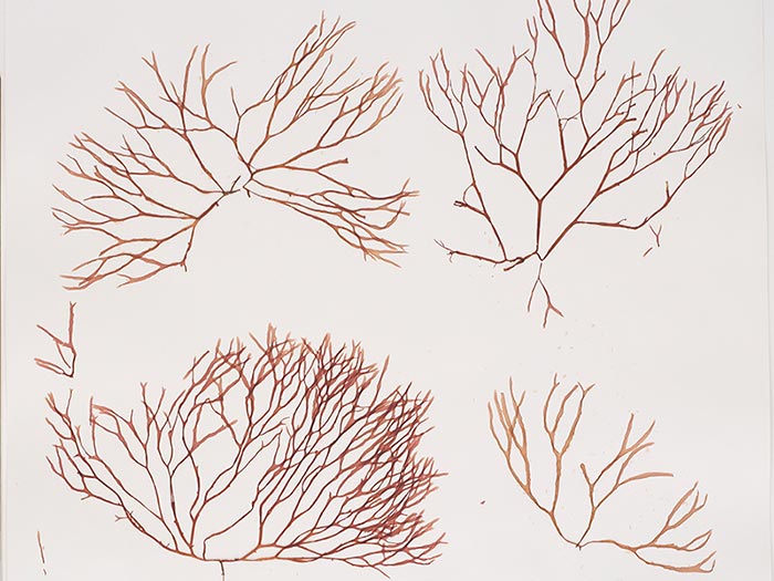 Nesophila hoggardii isotype