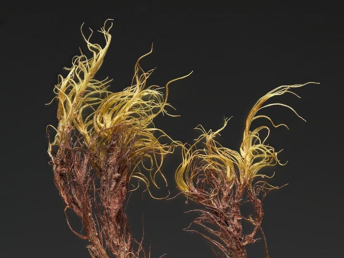 Mosses, Campylopus, collected 26 Jan 1981, Denniston Plateau, near Westport., New Zealand. CC BY-NC-ND licence. Te Papa (M007126) Campylopus