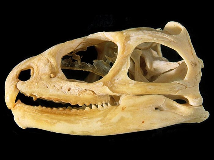 Tuatara, Sphenodon punctatus (Gray,1842), collected no data, New Zealand. CC BY-NC-ND licence. Te Papa (RE.000378) Tuatara skull