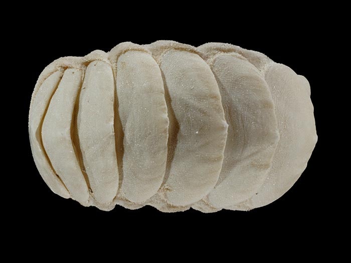 Marine mollusc, Xylochiton xylophagus Gowlett-Holmes & Jones, 1992, collected 23 Nov 1981, NW of Orete Point, New Zealand. CC BY-NC-ND licence. Te Papa (M.100855) Marine mollusc