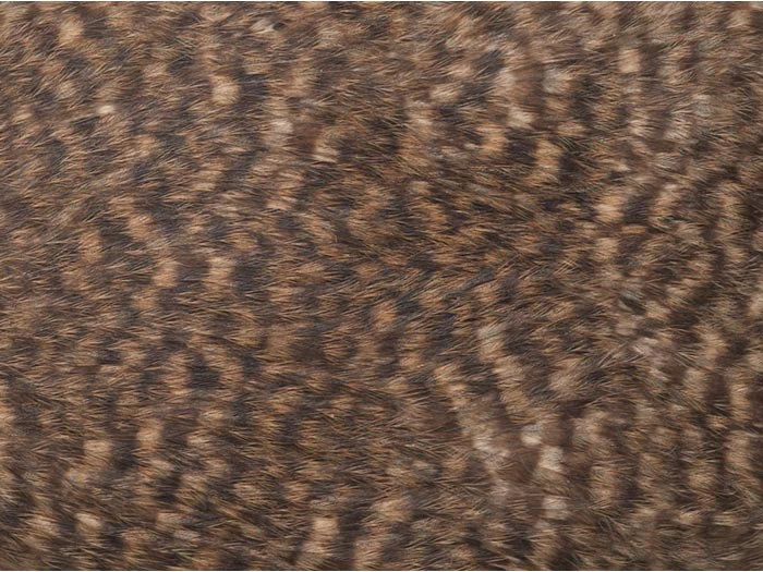 Kiwi feather detail
