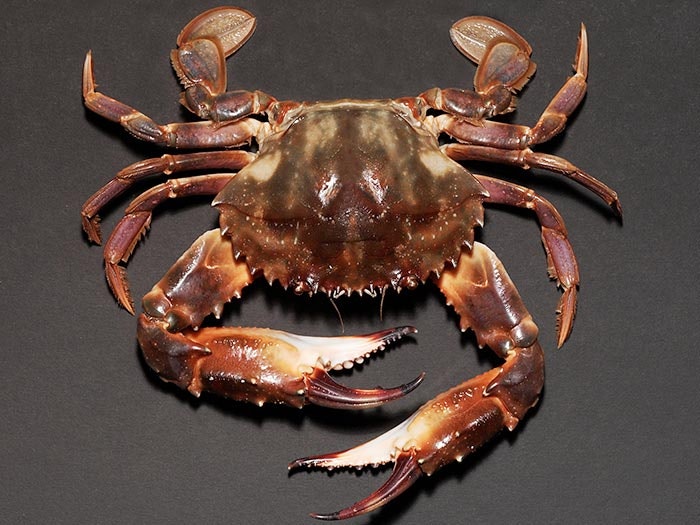 Charybdis (Charybdis) japonica (A. Milne-Edwards, 1861), collected Sep 2000, Auckland, Rangitoto Channel, New Zealand. CC BY-NC-ND licence. Te Papa (CR.009843) Crustacean specimen