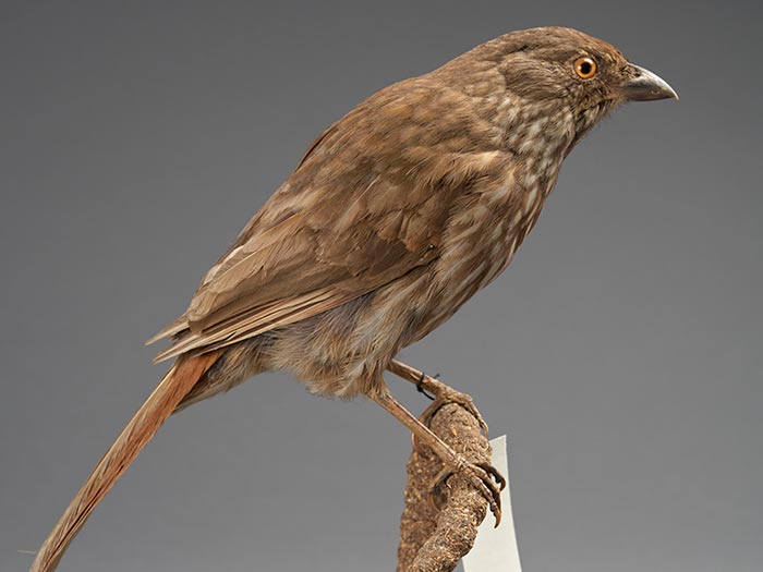 Mounted piopio