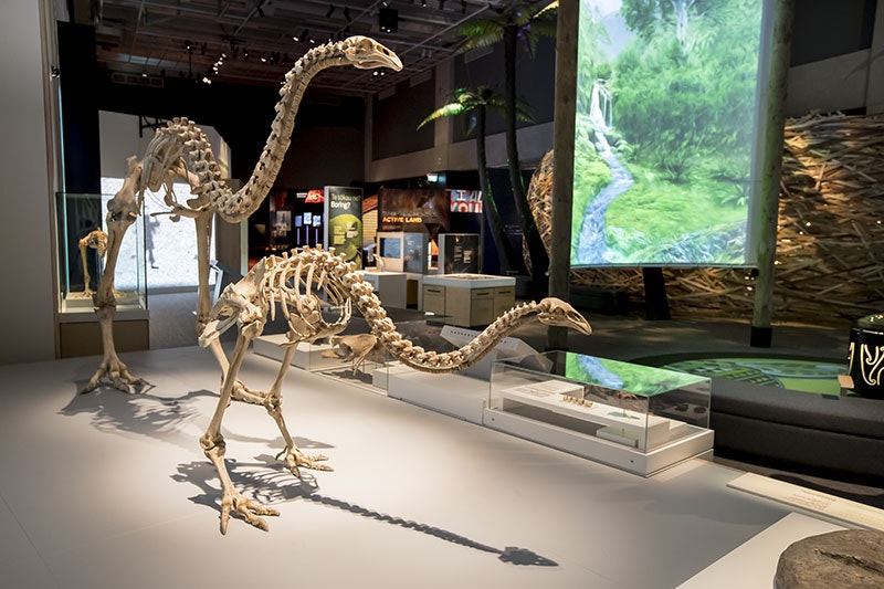 View of Te Taiao | Nature, with two moa in the foreground and various displays behind