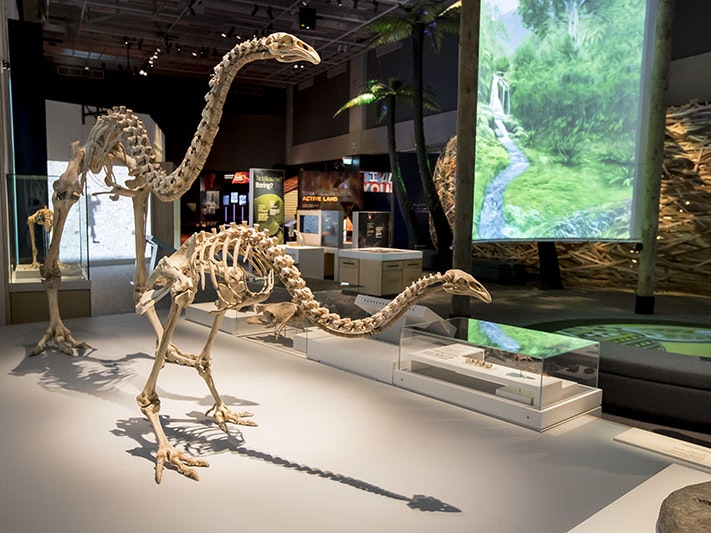 Te Taiao | Nature, 2019. Photo by Maarten Holl. Te Papa View of Te Taiao | Nature, with two moa in the foreground and various displays behind