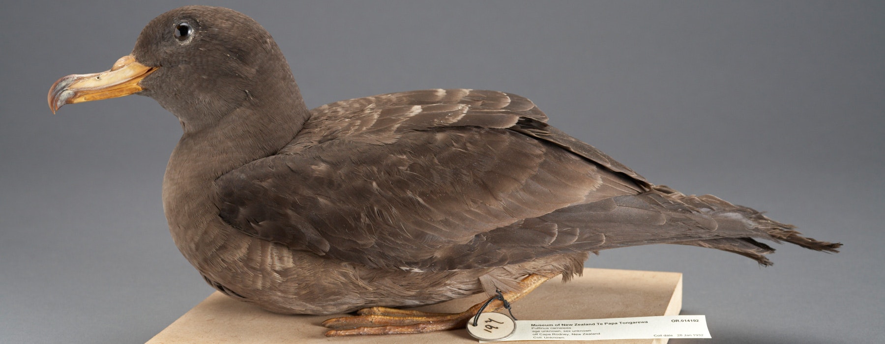 Flesh-footed Shearwater, Puffinus carneipes, collected 28 Jan 1932, off Cape Rodney, New Zealand. Purchased 1939. CC BY-NC-ND licence. Te Papa (OR.014192)