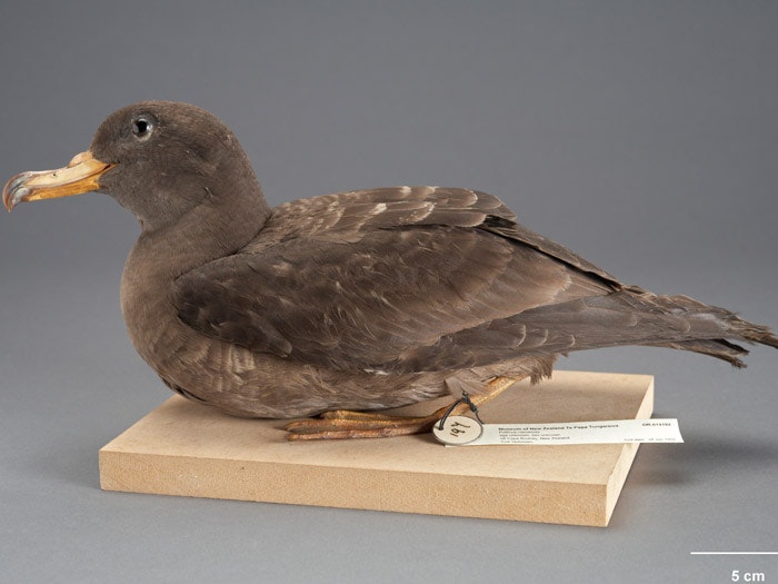 Flesh-footed Shearwater, Puffinus carneipes, collected 28 Jan 1932, off Cape Rodney, New Zealand. Purchased 1939. CC BY-NC-ND licence. Te Papa (OR.014192)