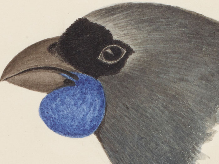 North Island kokako, 1865 -1885, New Zealand, by John Buchanan