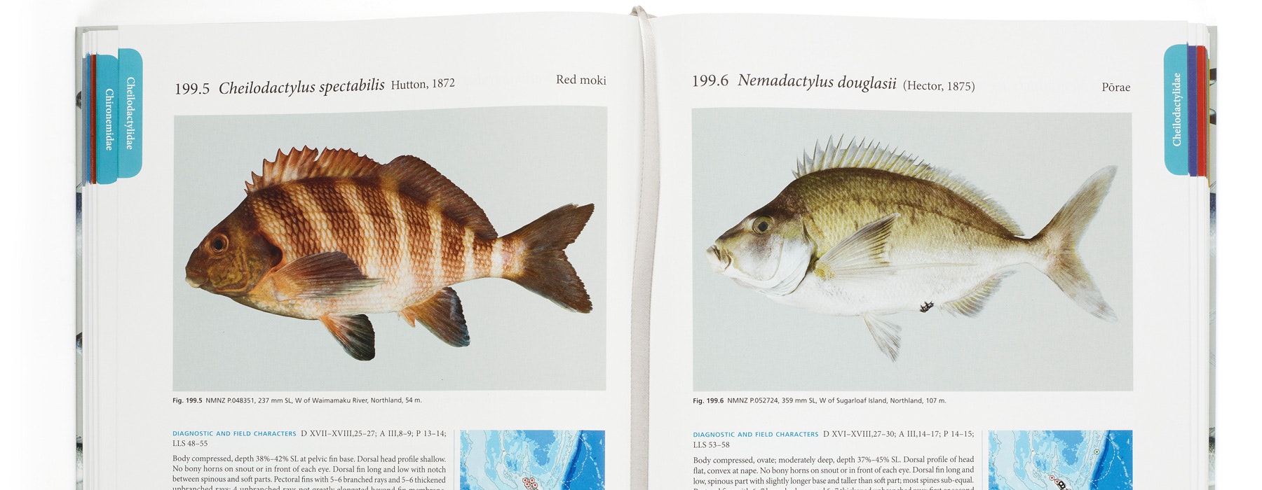 Internal pages, photograph by Michael Hall. From The Fishes of New Zealand, edited by Clive Roberts, Andrew Stewart, and Carl Struthers, 2015