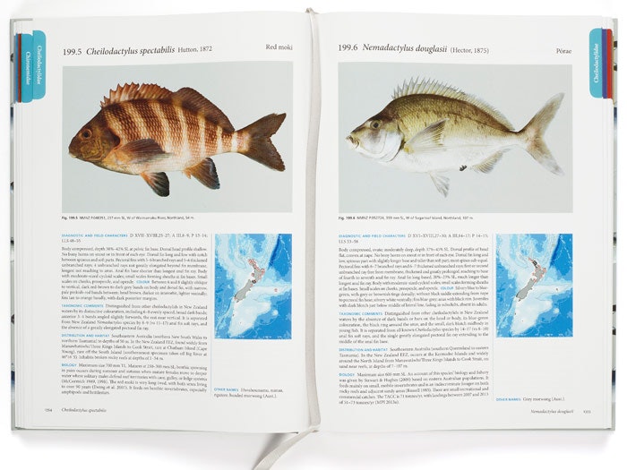 Internal pages, photograph by Michael Hall. From The Fishes of New Zealand, edited by Clive Roberts, Andrew Stewart, and Carl Struthers, 2015 Internal pages, photograph by Michael Hall. From The Fishes of New Zealand, edited by Clive Roberts, Andrew Stewart, and Carl Struthers, 2015