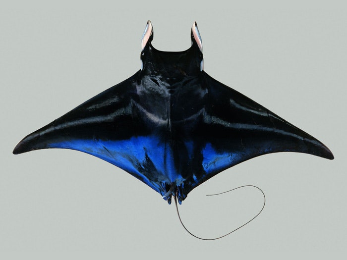 Mobula japanica (Mü ller & Henle, 1841). Spinetailed devil ray