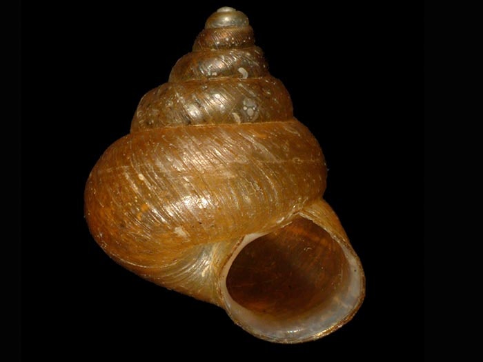 land-snail-cytora-brooki-b-marshall-barker-2007.jpg