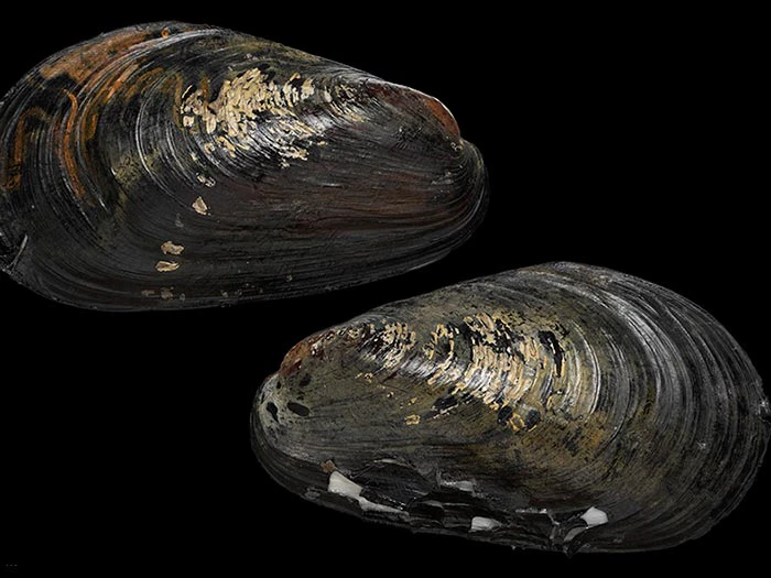 Large mussel specimen
