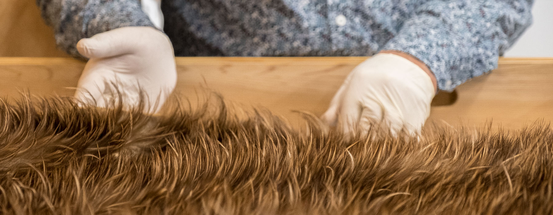Caring for a kahu kiwi