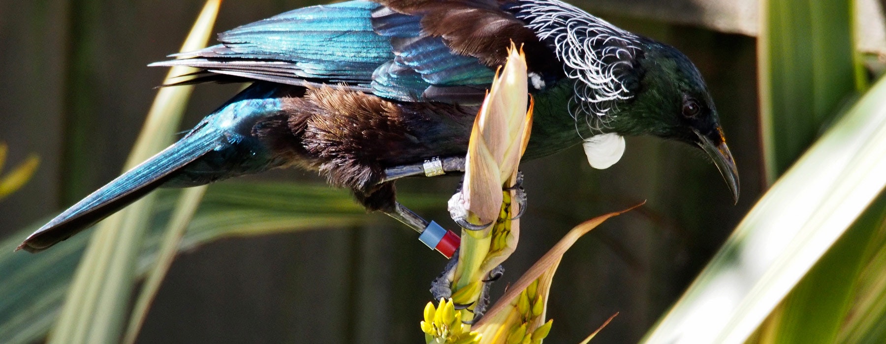 Banded tui. Photograph by and courtesy of Peter Reese.