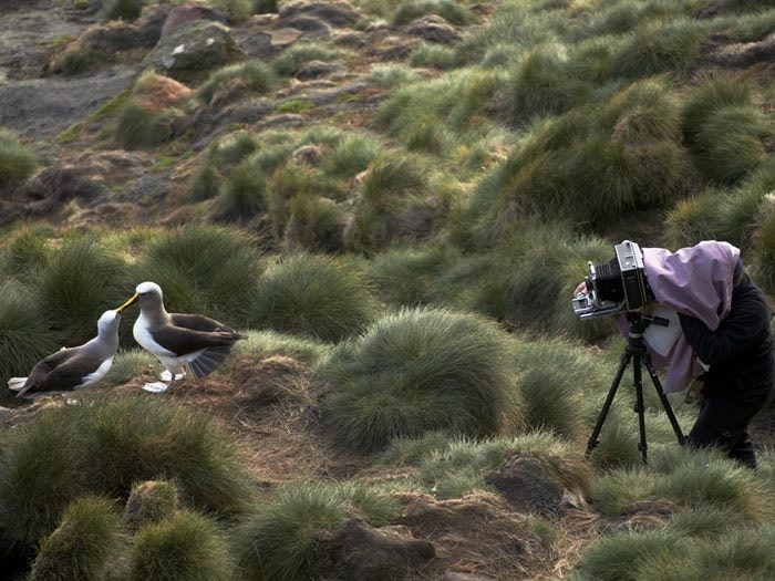 Solander albatross