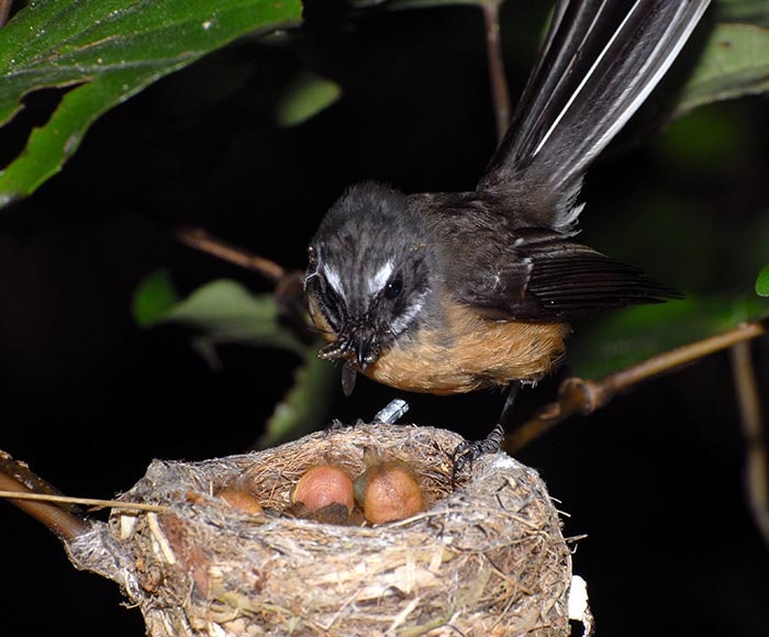 Fantail (Rhipidura fuliginosa). Photograph by and courtesy of Peter Reese