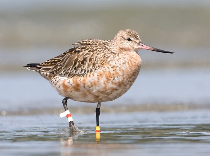Bar-tailed godwit (Limosa lapponica baueri). Photograph by and courtesy of Phil Battley