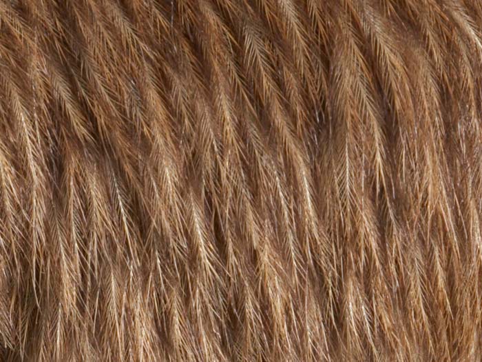 [Detail] North Island Brown Kiwi, Apteryx mantelli, collected Wanganui, New Zealand. Purchased 1939. CC BY-NC-ND licence. Te Papa (OR.002428)
