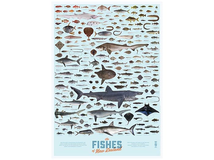 Fishes of New Zealand poster