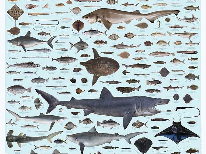 Fishes of New Zealand poster Fishes of New Zealand poster