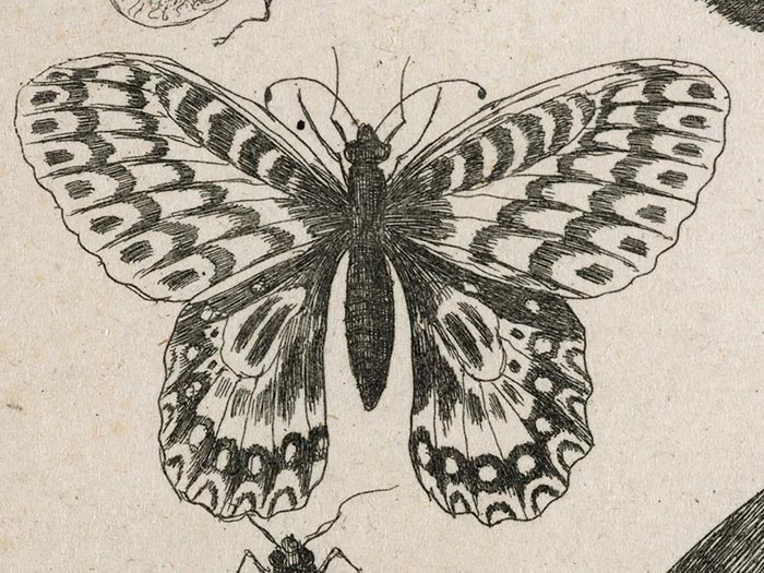 17th century insect image