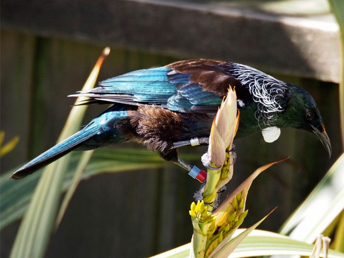 Banded tui. Photograph by and courtesy of Peter Reese.