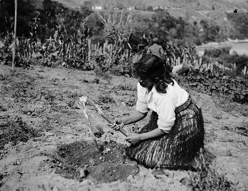 Māori woman gardening with a tool called a timo