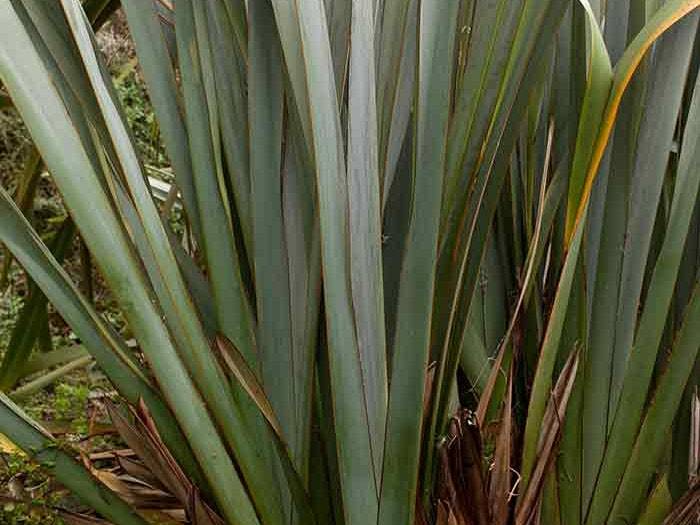 plants-harakeke-norman-heke_float.jpg Harakeke (Phormium tenax) growing in Bush City outside Te Papa, 2012. Photograph by Norm Heke. Te Papa