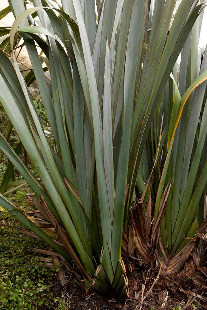 Harakeke (Phormium tenax) growing in Bush City outside Te Papa, 2012. Photograph by Norm Heke. Te Papa