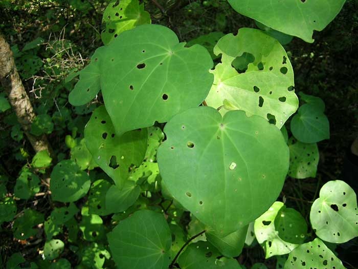 Green leafed kawakawa