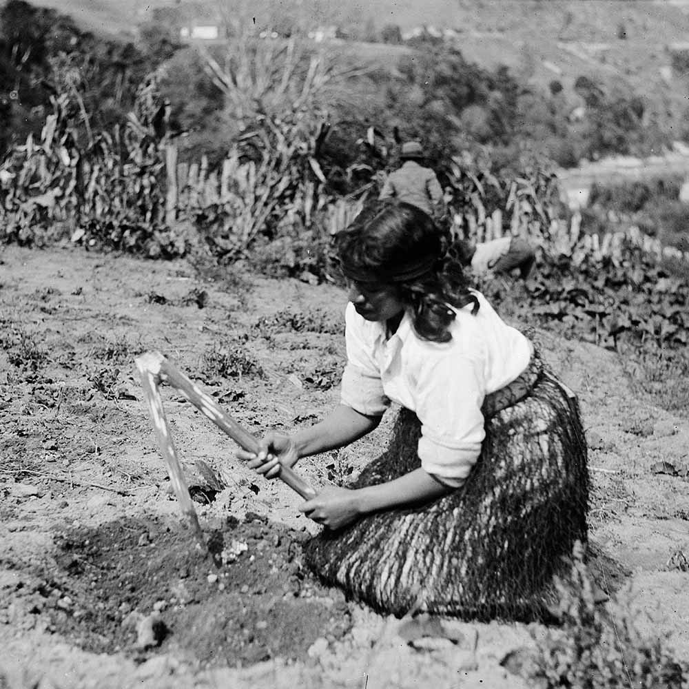 Māori woman gardening with a tool called a timo