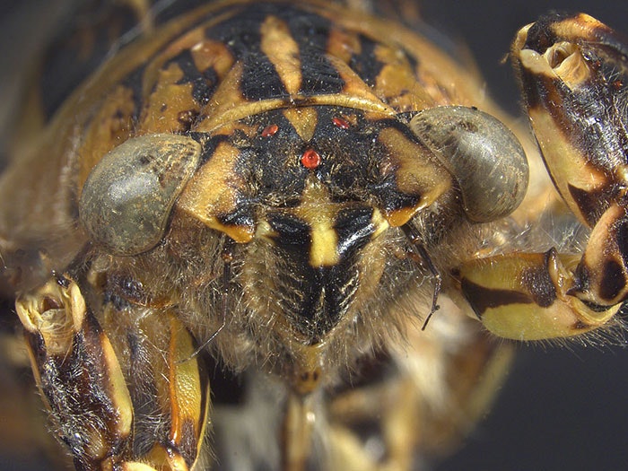 Close-up of a clapping cicada