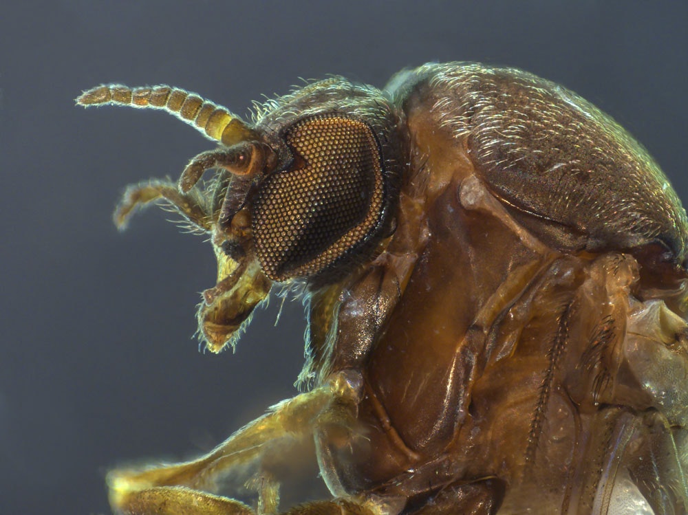 Sand Flu It’s a Bug’s Life science resource for ECE and Primary | Te Papa