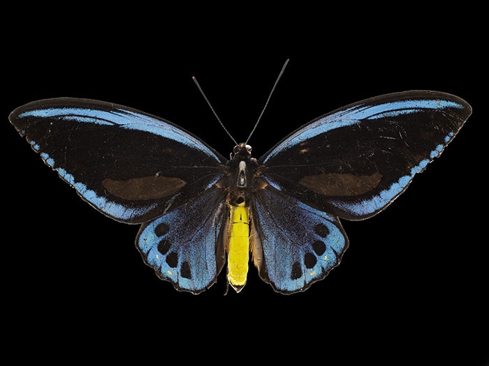 Priam's blue birdwing butterfly