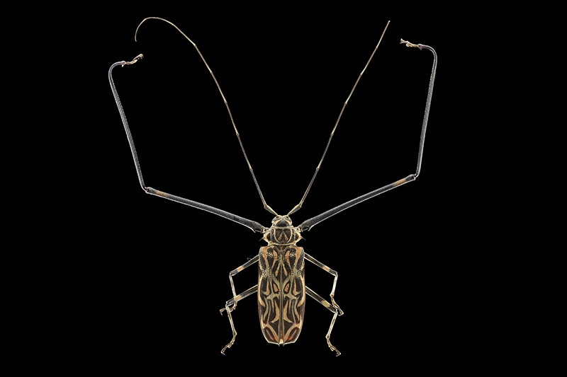 Harlequin beetle