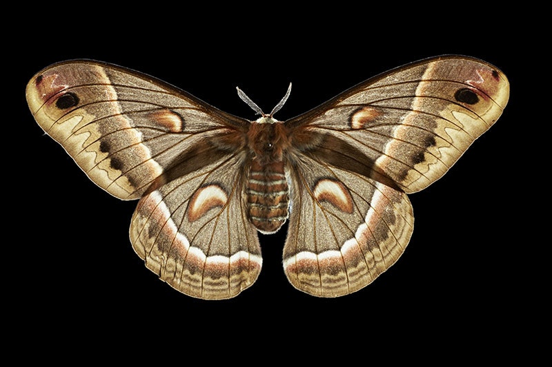 Cecropia silk moth