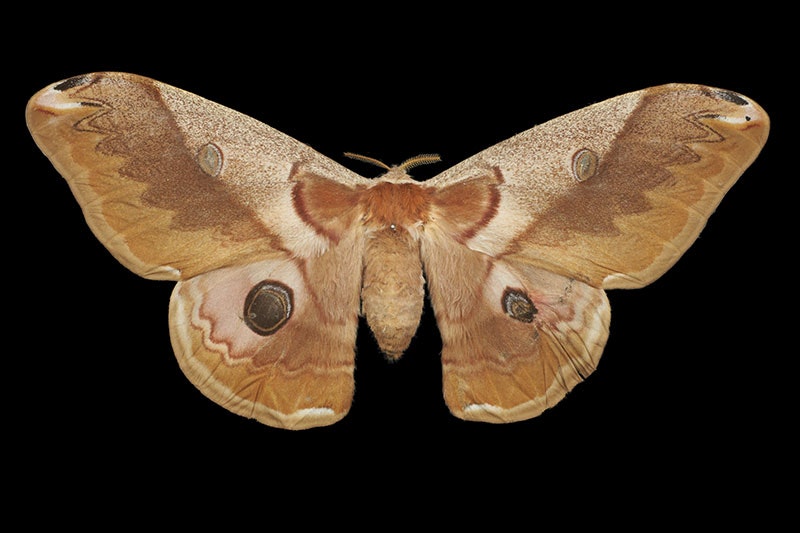 Chinese oak tussar moth