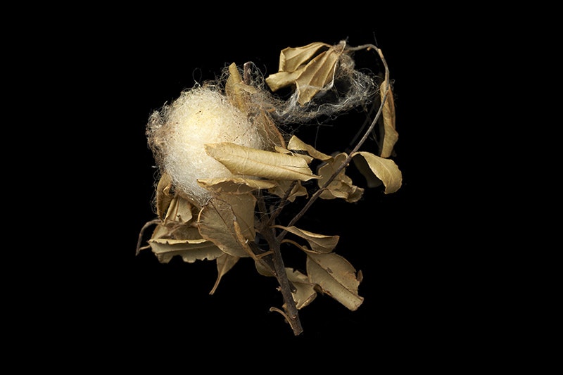 Golden orb-weaver’s egg sac