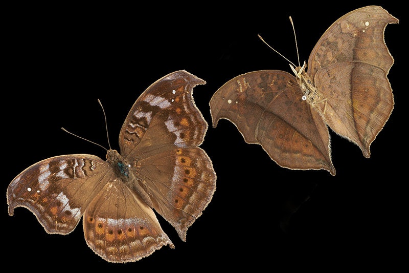 Air commodore butterfly, topside (below), underside (above)