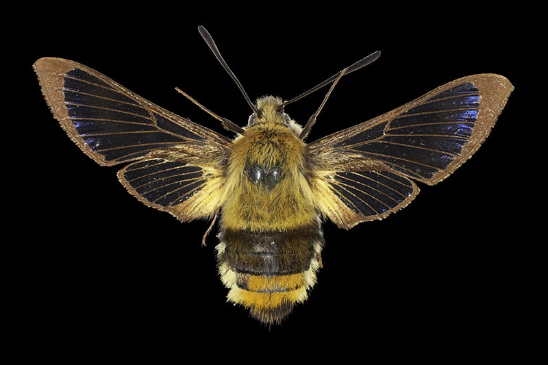 Narrow-bordered bee hawk-moth