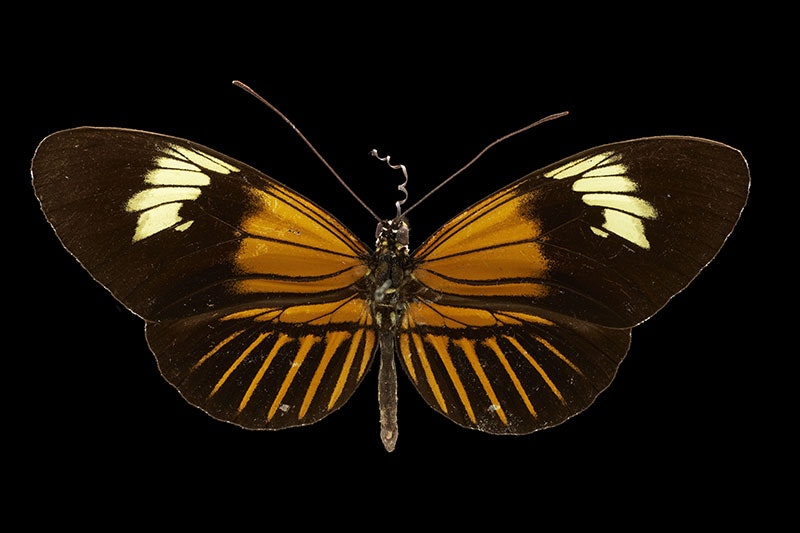 Heliconid butterfly