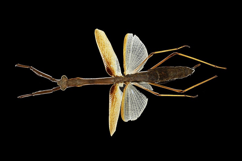 Winged stick insect