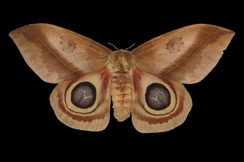 Lo moth